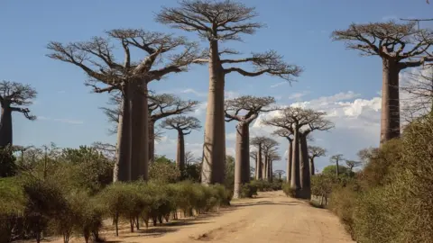 Getty Images Avenue of baobabs in Madagascar