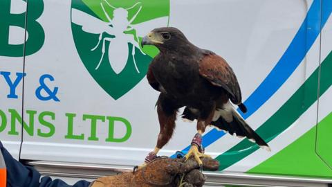 Bella, a harris hawk with rings on both her legs, sits atop a glove.