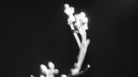 Holy thorn branch, flowers. In black and white.