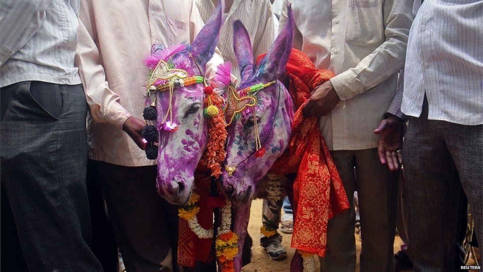 Newly-wed donkeys stand with farmers after a marriage ceremony in Mumbai June 5, 2013. According to a local Hindu belief, the marriage of donkeys speeds up the arrival of monsoon rains