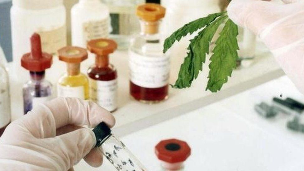 Cannabis in lab
