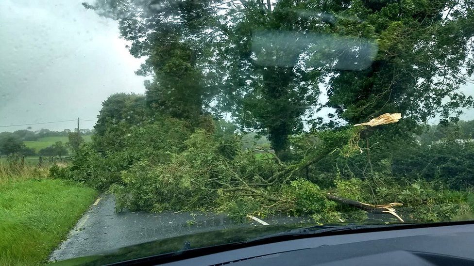 Fallen tree on the Roslea to Monaghan Road