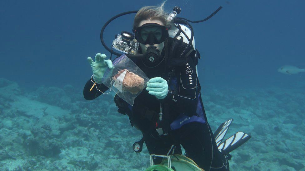 Scientists including Jennifer McWhorter monitor coral reefs globally for change
