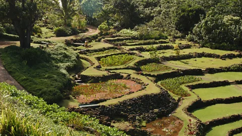 Joel Zatz/Alamy Limahuli Garden & Preserve has restored 600 acres of agricultural terracing (Credit: Joel Zatz/Alamy)