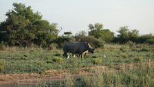 Dehorned rhinos