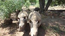 Orphaned rhinos
