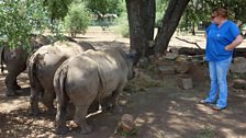 Rhinos with vet