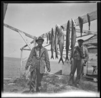 H. H. West and "Count" Adams stand near caught fish hanging on wooden beams, Santa Catalina Island, 1909