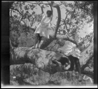 Elizabeth West and Frances West pose on a tree in Chatsworth Park, Los Angeles, circa 1915