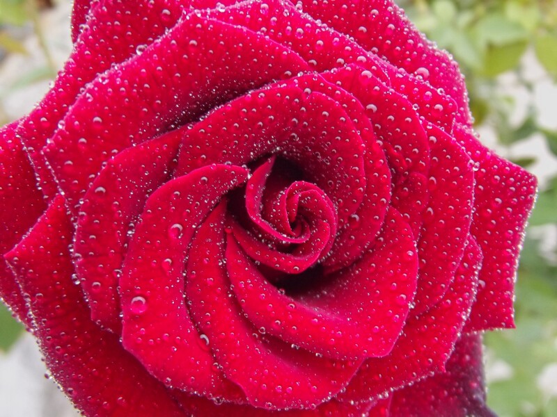 water-drop-plant-rain-flower-petal-rose-red-macro-garden-pink-close-close-up-turkey-beautiful-magnificent-floribunda-macro-photography-flowering-plant-garden-roses-rose-family-plant-stem-land-plant-r.jpg