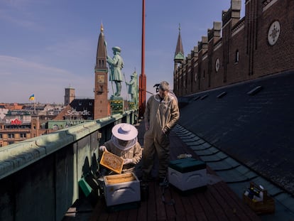 Paneles de abejas en los tejados del Ayuntamiento de Copenhague.