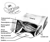 Level II and III detail. In level III, the vagina is fused to the medial surface of the levator ani muscles, urethra, and perineal body. The anterior surface of the vagina at its attachment to the arcus tendineus fascia pelvis forms the pubocervical fascia, while the posterior surface forms the rectovaginal fascia.