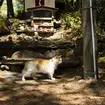 Japanese cat shrine