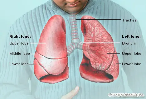 Picture of the lungs