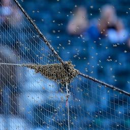 Ein Bienenschwarm sammelt sich auf dem Netz hinter der Home Plate und verzögert den Beginn eines Baseballspiels.