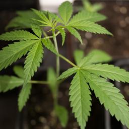 Cannabis-Pflanzen in Töpfen