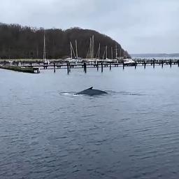 Rücken und Flosse eines Buckelwals ragen aus der Wasseroberfläche eines kleinen Segelhafens