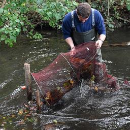 Archivbild: Ein Mitarbeiter des Fischeiamtes holt in einem Teich im Tiergarten nordamerikanische Sumpfkrebse aus einer Reuse. (Quelle: dpa/Zinken)