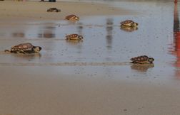 A l’île de Ré, un nombre record de tortues marines remises à l’eau