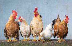 Un village anglais envahi par des poulets sauvages qui sèment le chaos