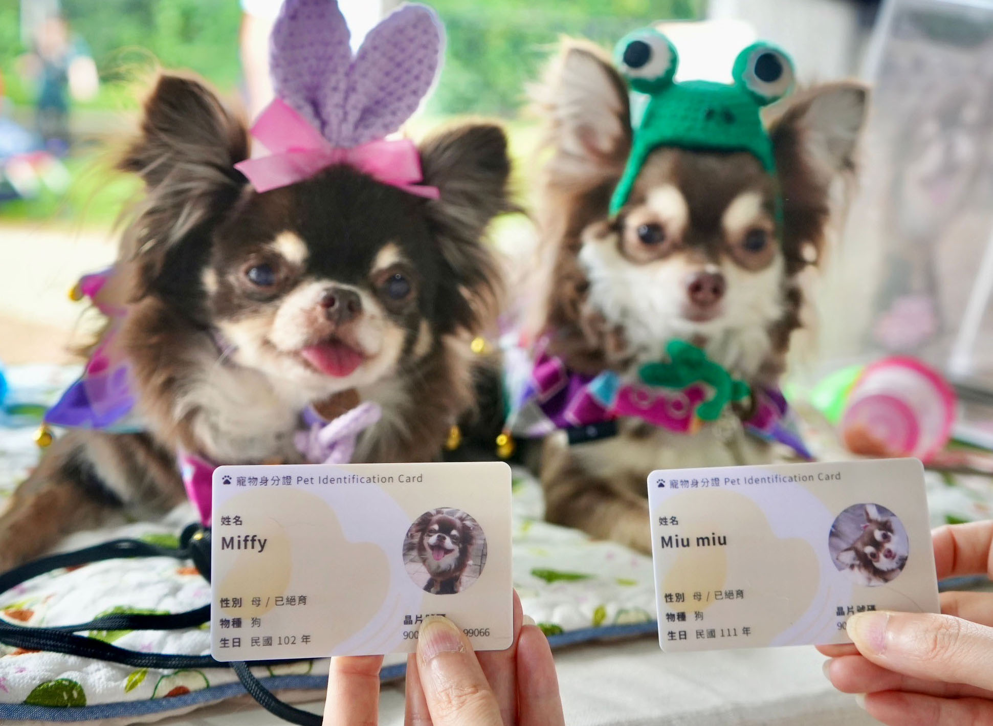 カード式の身分証を発行してもらったペットの犬＝2024年4月、台北（共同）