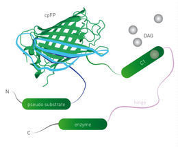 Simultaneous Detection of GPCR Second Messengers in Living Cells