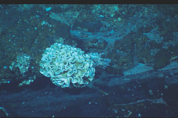 Xenophyophores typically live on seabed rocks or in sediment.