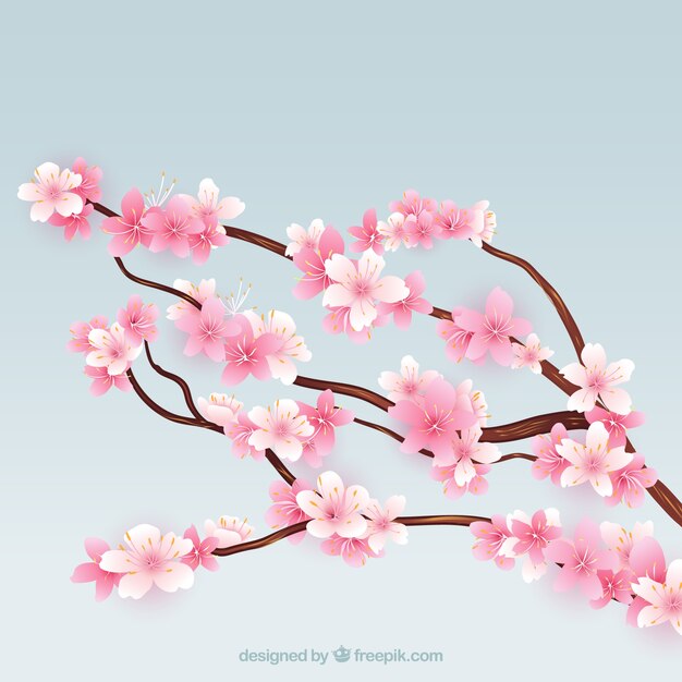 Blooming cherry tree branches