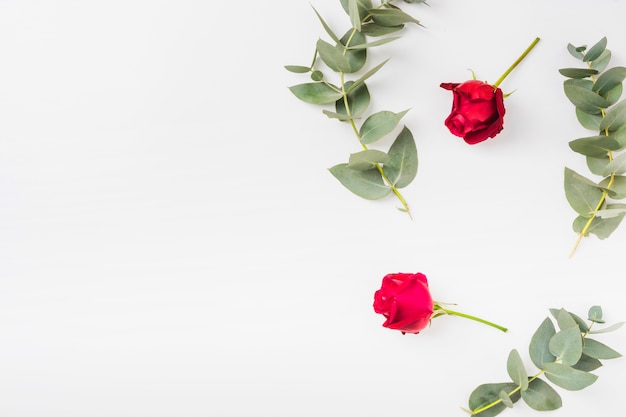 Two red roses and twig on white backdrop