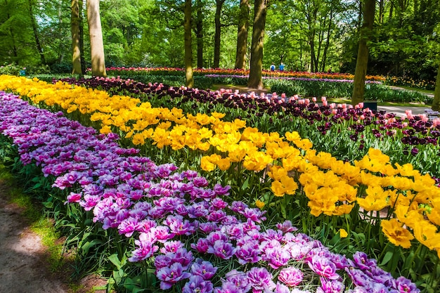 Free photo the tulip field in keukenhof flower garden, lisse, netherlands, holland