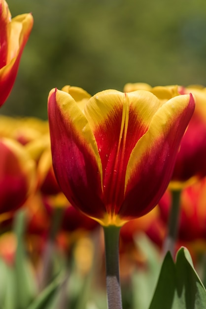 Free photo vertical shot of beautiful yellow and red tulips in a field
