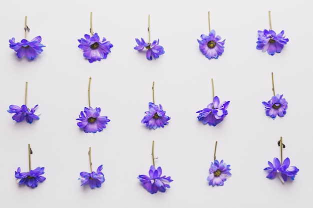 Violet flowers composition