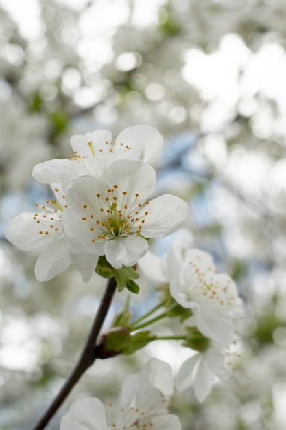 Free photo apricot blossom flower in the sky