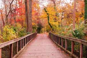 Free photo beautiful wooden pathway going the breathtaking colorful trees in a forest