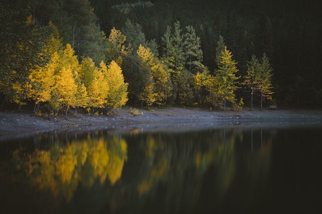 Free photo beautiful view of water near the forest with green and yellow trees