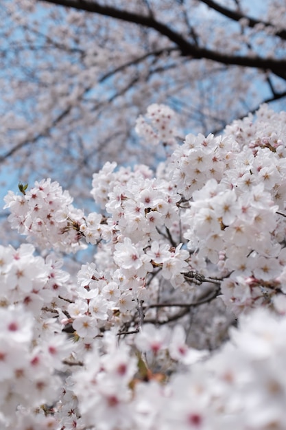 Free photo branch of cherry blossom with a blurry