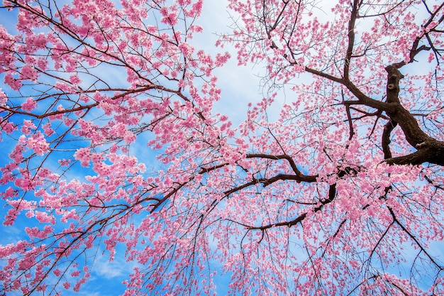 Free photo cherry blossom with soft focus, sakura season in spring.