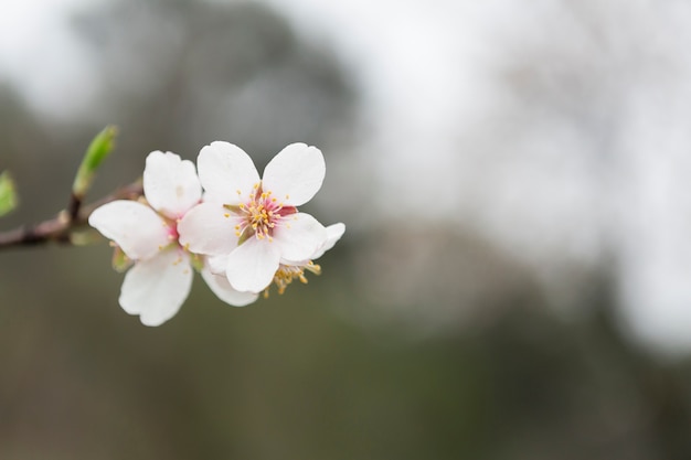 Free photo close-up of great almond blossom