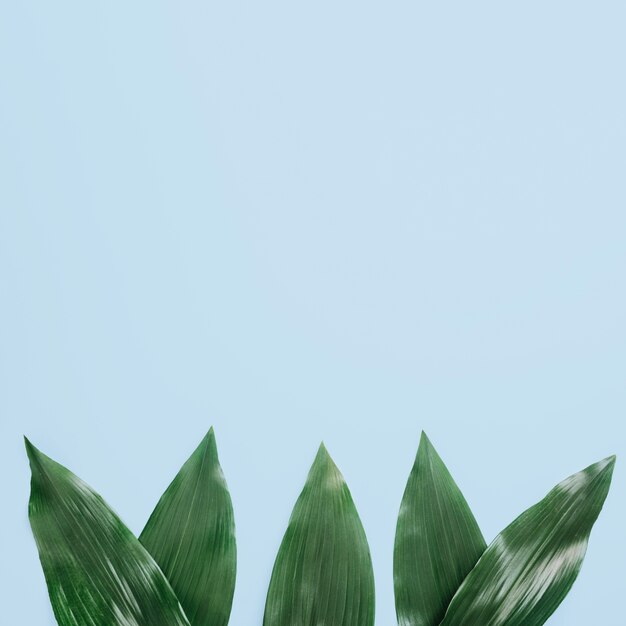 Green leaves arranged on blue background