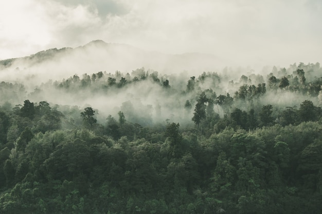 Снимок красивого леса с множеством зеленых деревьев, окутанных туманом, под высоким углом в Новой Зеландии.