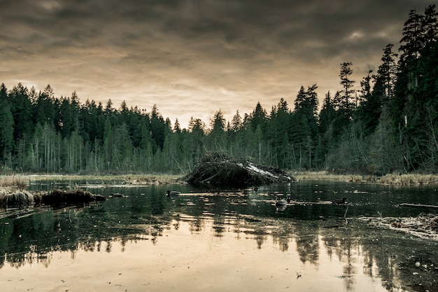 Free photo lake surrounded with forest with a gloomy gray sky