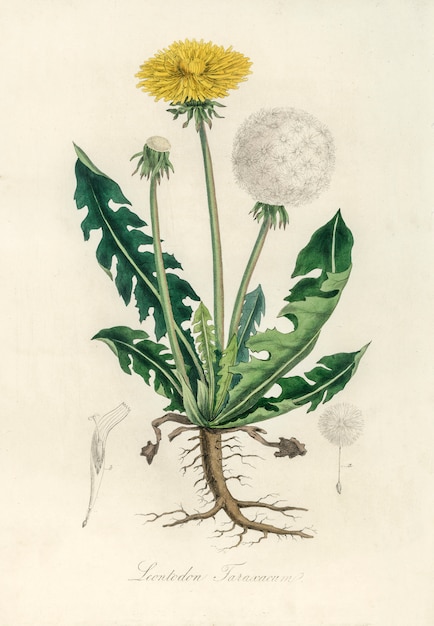 Free photo leontodon taraxacuma illustration from medical botany (1836)