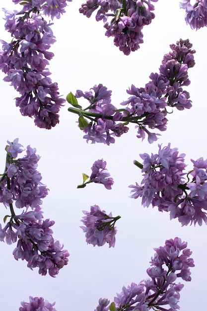 Lilac flower in the sky