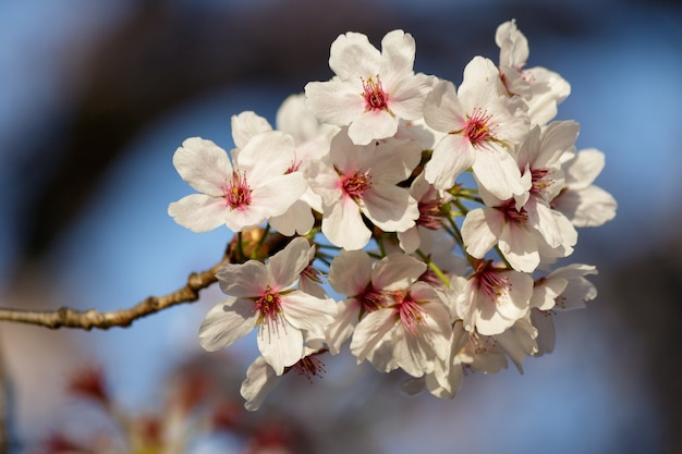 Free photo pink cherry blossom flowers blooming on a tree in spring
