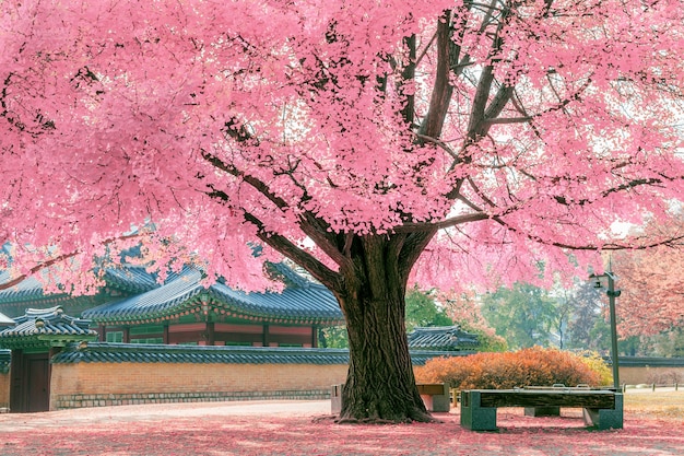 Free photo pink tree.