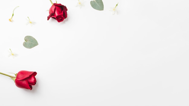 Красные розы и лист на углу на белом фоне