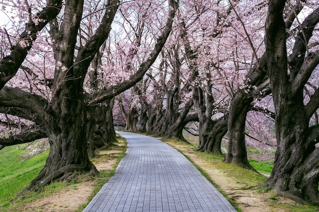 Free photo row of cherry blossom tree in springtime, kyoto in japan.