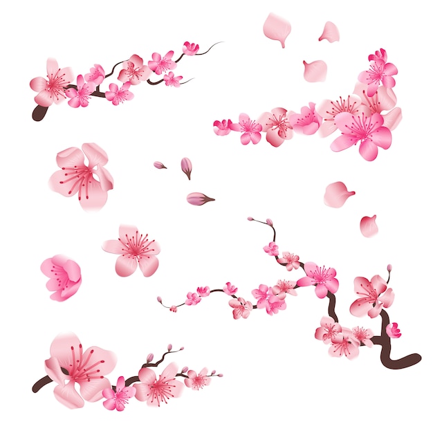 Vector spring sakura cherry blooming flowers