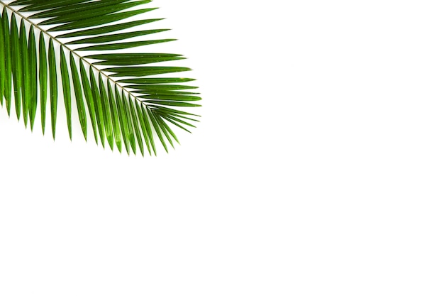 Photo tropical green palm leaf tree