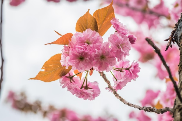 Photo velvet sakura flowers on a branch against a blue sky sakura flowers close up on a tree branch